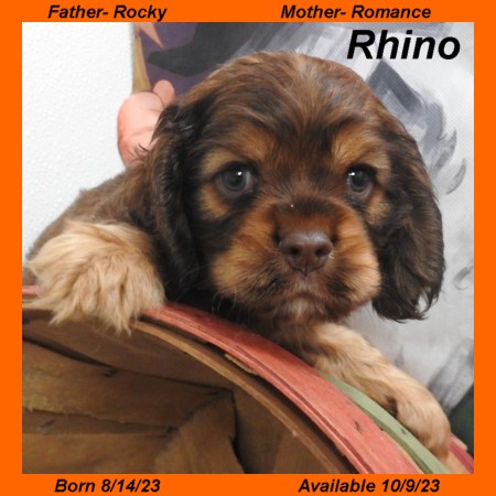 puppy, for, sale, Cocker Spaniel, Joe & Cherri  Overlease, dog, breeder, Miller, MO, dog-breeder, puppy-for-sale, forsale, nearby, find, puppyfind, locator, puppylocator, aca